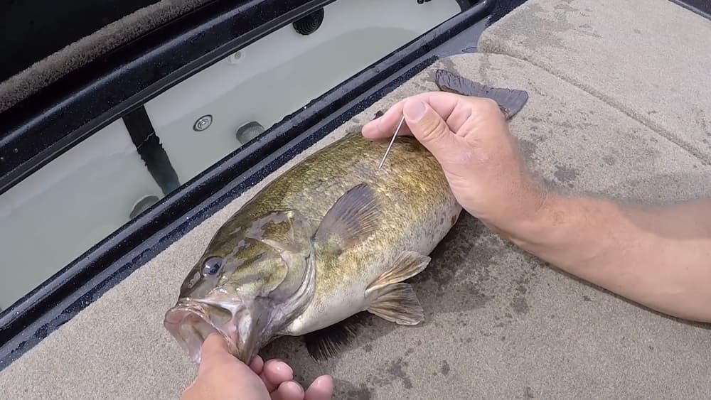 How To Vent A Bass: Guide To Venting A Fish Swim Bladder - Bass